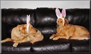 8th Apr 2012 - Not The Cadbury Bunnies