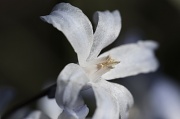 8th Apr 2012 - Flower 