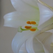8th Apr 2012 - Easter Lily