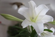 8th Apr 2012 - Easter lily.. 