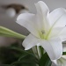 Easter lily..  by dmdfday