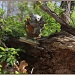 Koala Statue by hjbenson