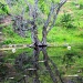 Pond Reflections by grannysue