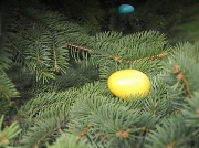 8th Apr 2012 - Egg hunt