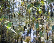 9th Apr 2012 - mangrove babies