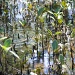 mangrove babies by corymbia