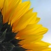 Backlit Sunflower  by seanoneill