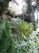 9th Apr 2012 - Luscious Garden