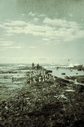 9th Apr 2012 - Seagulls and shellfish gatherers