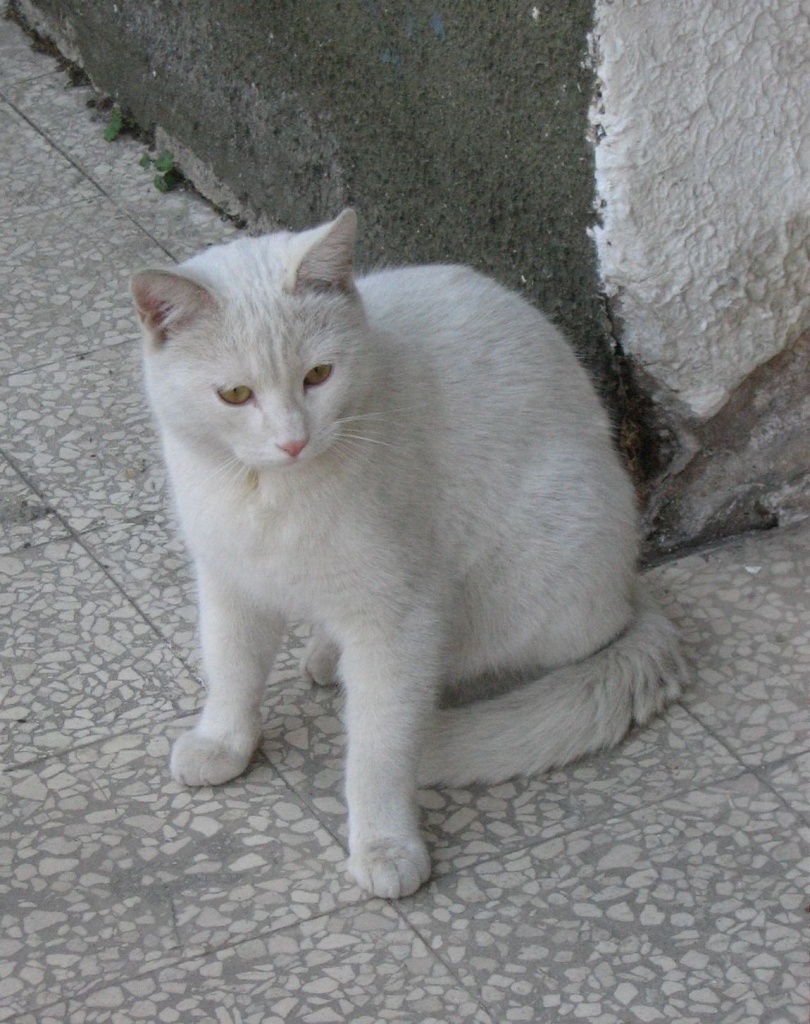 White cat by vesna0210