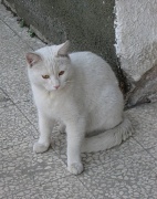 9th Apr 2012 - White cat