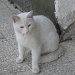 White cat by vesna0210