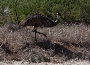 9th Apr 2012 - emu