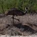 emu by winshez