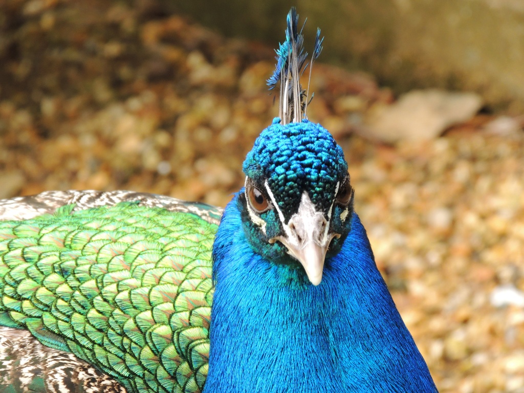 Proud as a peacock by rosiekind