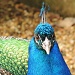 Proud as a peacock by rosiekind