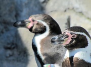 9th Apr 2012 - Penguins