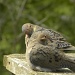 Dove Love by sunnygreenwood