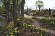 3rd Apr 2012 - 094 Daffodil Walk