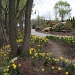 094 Daffodil Walk by pennyrae