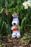 7th Apr 2012 - 098 Easter Beagle