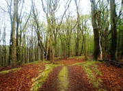 9th Apr 2012 - A walk in the woods.