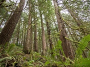 9th Apr 2012 - Looking Up Into the (Mostly) Cedar Forrest