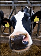 9th Apr 2012 - Ode for a dairy farmer.