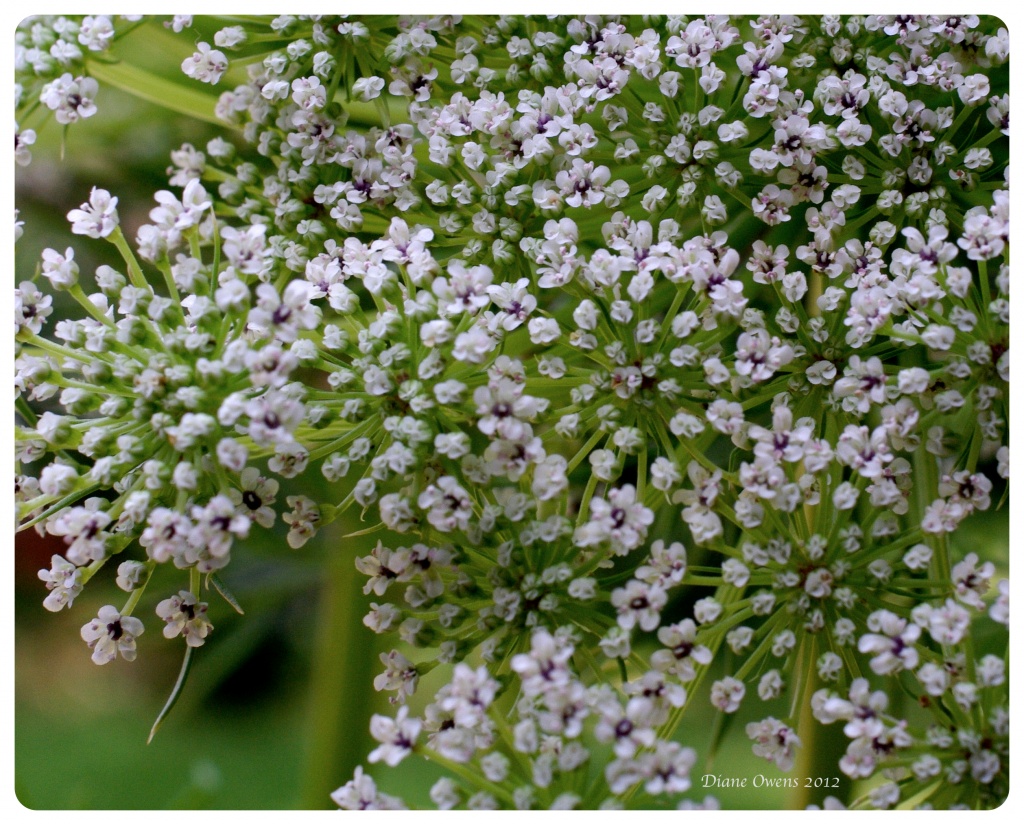 Queen Anne's Lace by eudora