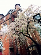 9th Apr 2012 - Blossom