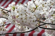 9th Apr 2012 - Bradford Pear Blossoms