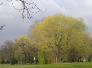 4th Apr 2012 - Trees