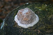 9th Apr 2012 - Fungus
