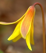 9th Apr 2012 - Dogtooth Violet