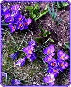 9th Apr 2012 - Hello, Spring!