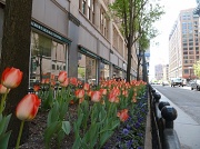4th Apr 2012 - Spring in Chicago