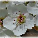 bradford pear blossoms by mjmaven