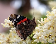 9th Apr 2012 - Butterfly Bouquet