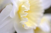 9th Apr 2012 - Daffodil petals