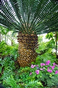 9th Apr 2012 - Pineapple Palm