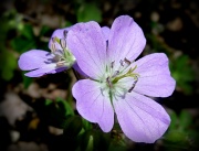 9th Apr 2012 - Woodland Flower