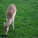 Deer by berend