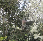 10th Apr 2012 - How long does it take a pigeon to build a nest?