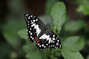 9th Apr 2012 - Unknown Butterfly ~ SOOC