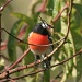 Scarlet Robin by wenbow