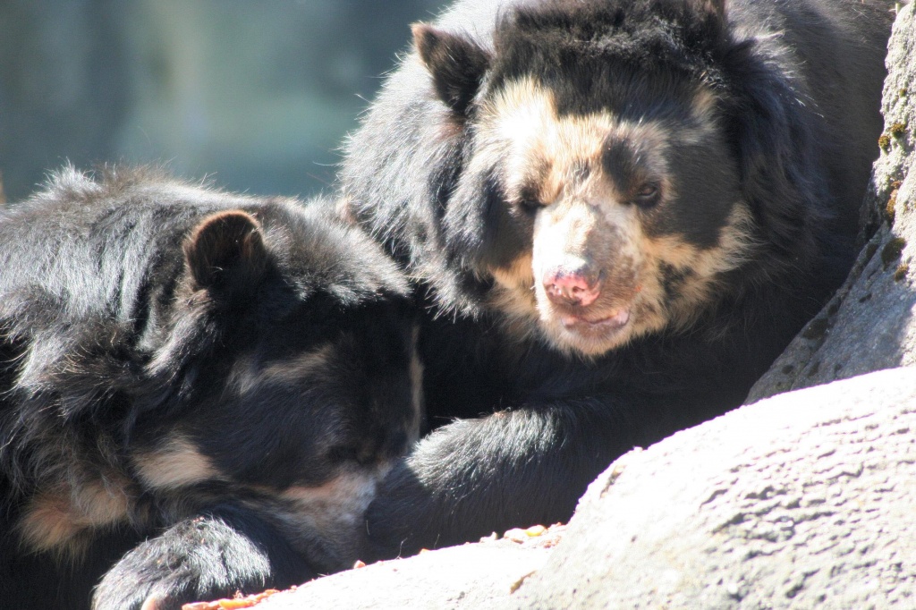 Spectacled Bear by maggie2