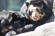 10th Apr 2012 - Spectacled Bear