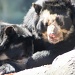 Spectacled Bear by maggie2