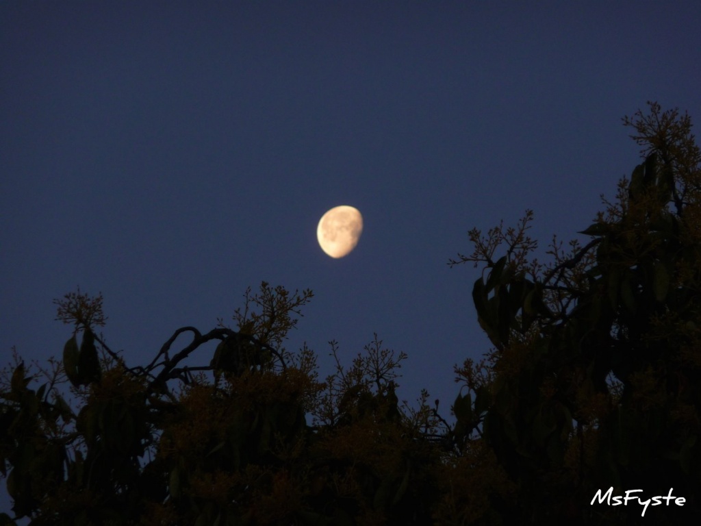 Morning Moon by msfyste