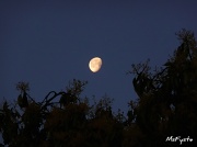 10th Apr 2012 - Morning Moon